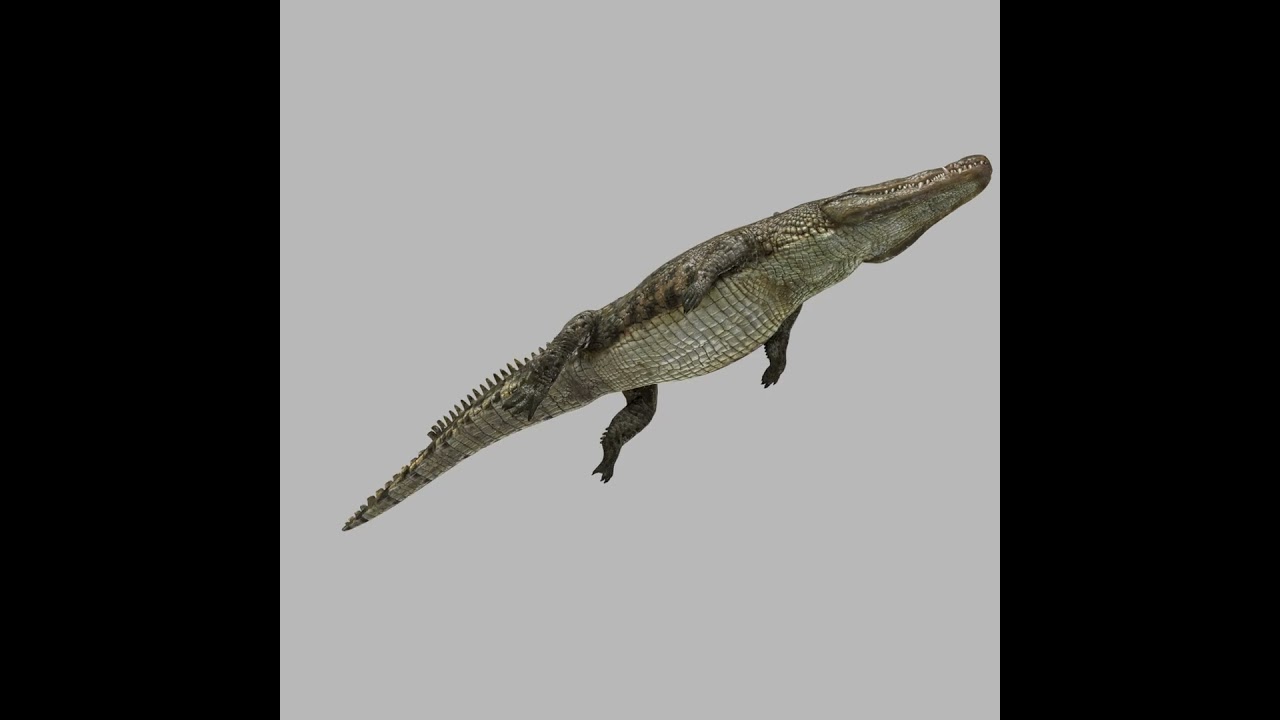 Top Croc PRO - 8K 3D Animated Crocodile Model 3D Model