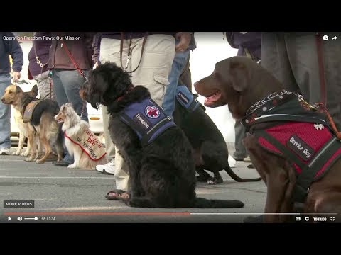 Training Service Dogs for Veterans!