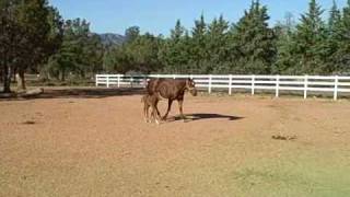 preview picture of video 'AQHA The Ranch at Diamond Point'