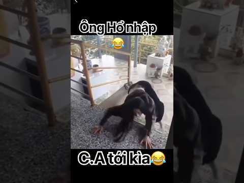 Nghe C.A là ông hổ chạy liền😂