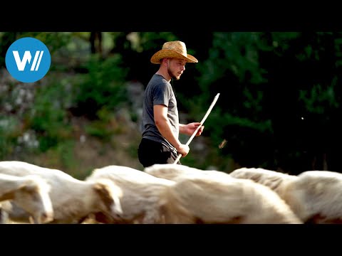Albanien - Die Stimmen der Schäfer (ARTE 360° Reportage)