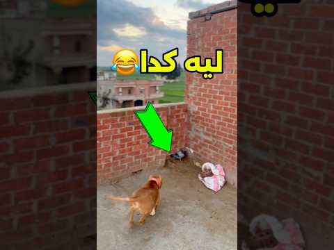 ليه كدا يا عضعض #محمد_الكويتي