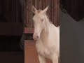 Futur Reproducteur Perlino : Atout Couleur et Caractère