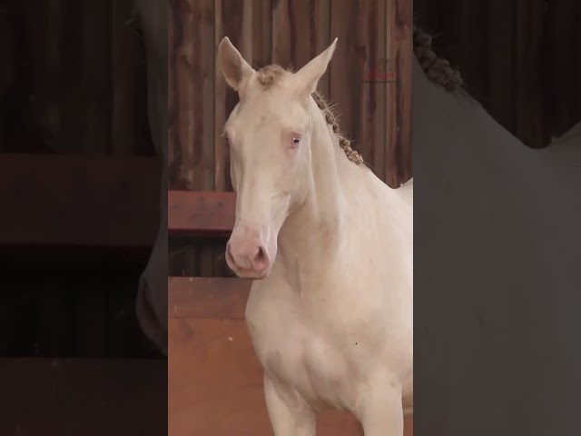 Futur Reproducteur Perlino : Atout Couleur et Caractère