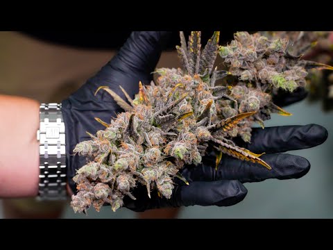 How This Grow Made $14 Million in 12 Months!!!