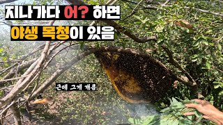 한국에서는 벌꿀계의 벤틀리인 목청꿀이 길가다 대충 내리면 발견되는 베트남