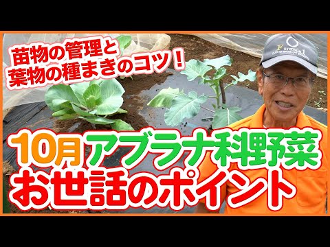 アブラナ属 oleracea