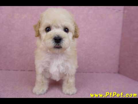 09/23泰迪比熊母幼犬4號