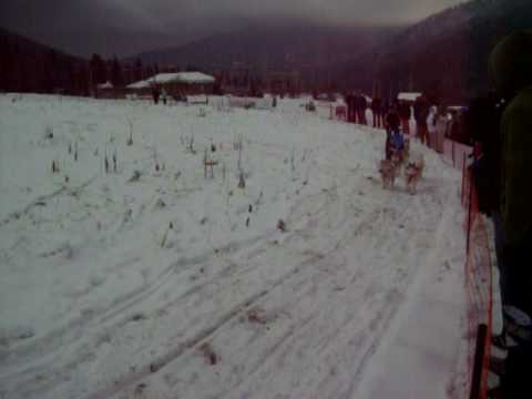 kutyafogathatjó bemutató Tusnádfürdő - prezentare sprint atelaje canine Baile Tusnad