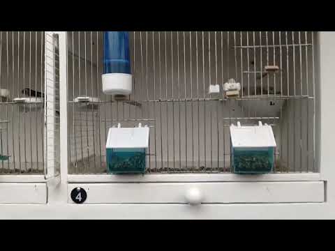 The ups and downs to breeding goldfinch mules.....