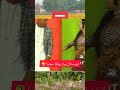 Payal Chaudhary And Akram Udas And Vicky Kodu Stage Drama Youtubeshorts Shorts Shorts