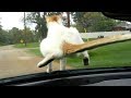 Animal E-cards, Funny animal videos Some are cute animals doing..