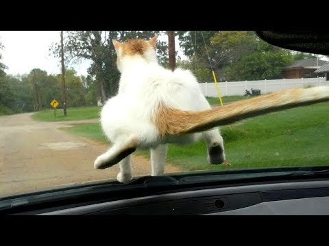 Grappige filmpjes humor kaarten, Funny animal videos Some are cute animals doing cute things or funny beautiful animals funny humor