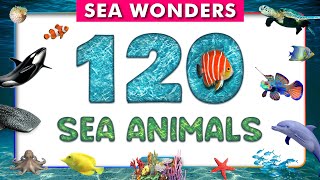 120 Sea Animals Collection | Learn for Knowledge