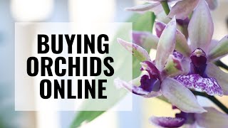 Where to Buy Orchids Online - How to Shop Online for Orchids and Know What to Look For