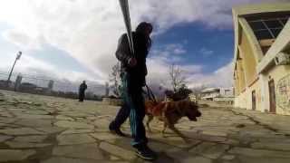 preview picture of video '.Urban Dogs [elias & thor (kallithea/athens/greece)]'