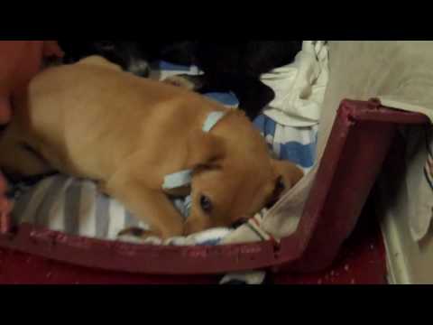 Operation  Love On! caring for Palmdale Hoarder's dogs Full Version