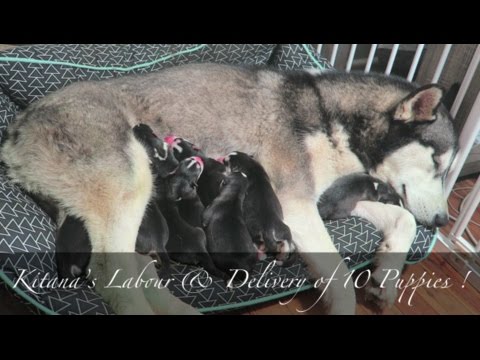 KITANA'S AMAZING LABOR & DELIVERY OF 10 PUPPIES | SIBERIAN HUSKY BIRTH VLOG! Video