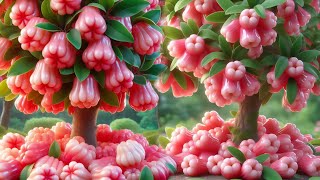 Quick and easy method for planting and propagating waxapple trees that bear fruit quickly. #garden