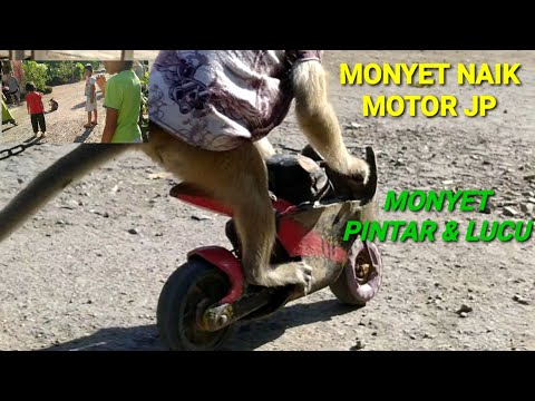 Monyet Naik Motor Gede // Monyet Naik Motor, Pintar Dan lucu // Atraksi Monyet