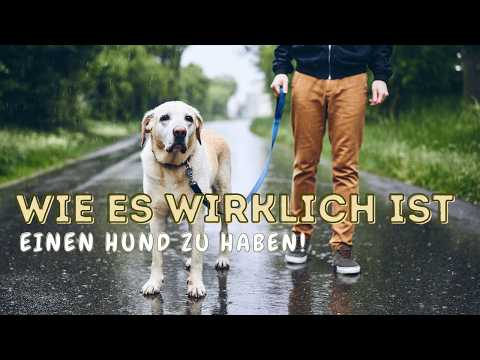 Ein Leben mit Hund. Wie ist es es wirklich mit einem Hund zusammenzuleben?