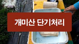 응애 진드기 방제를 위해 개미산 단기 처리