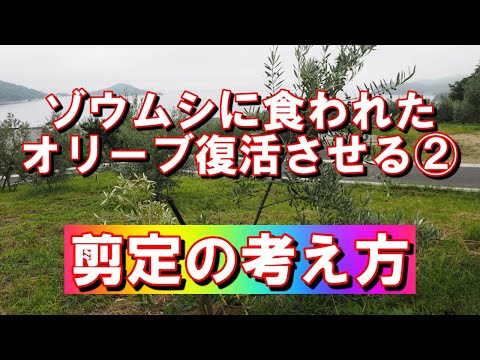 鉢植えのオリーブの木のメンテナンス 2023