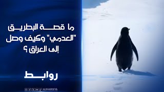 ما  قصة البطريق "العدمي" وكيف وصل إلى العراق ؟ | روابط