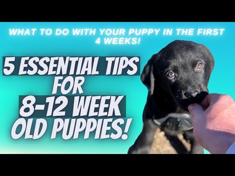 5 Essential Tips For 8-12 Week Old Puppies