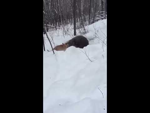 Охота на медведя с лайками, ЖЕСТЬ!!!!