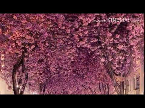 يا ام العريس تهنيتي