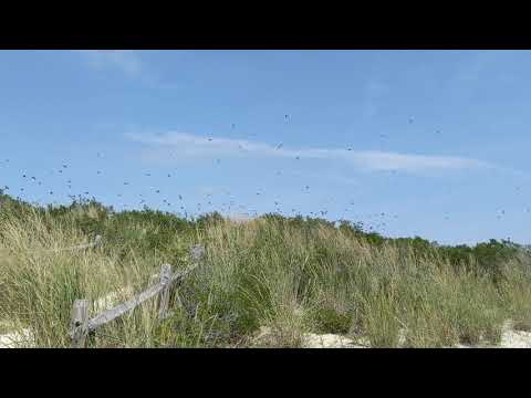 Tree Swallow Migration