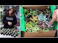 Succulent Unboxing Garden Answer