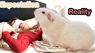 Owning Guinea Pigs: Expectations vs. Reality