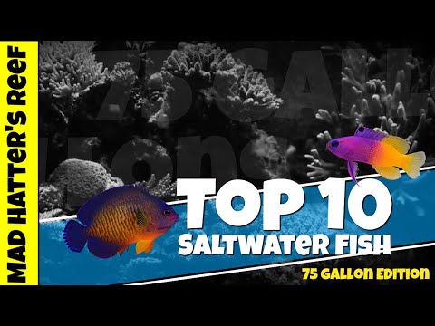 Top 10 Saltwater Fish for a 75 gallon Reef Tank