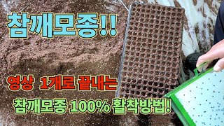 참깨모종!! 영상 1개로 100% 발아시키는 법!!! 참깨 농사 잘 짓는 법 대공개!!