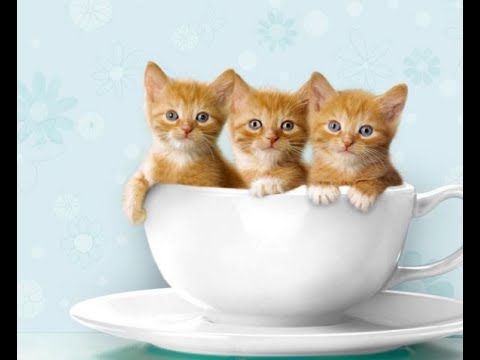 What you need to know about cat bowls