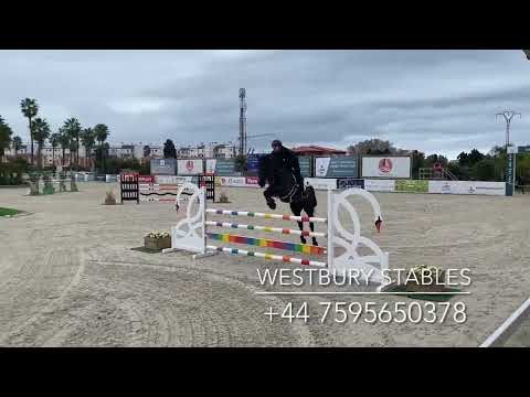 Djoko Z- 2016 Stallion (Dominator X Darco)