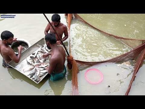 Amazing Cast Net Fishing Skill Catch Tons Of Big Fish - Fastest Traditional Net Fishing in The River