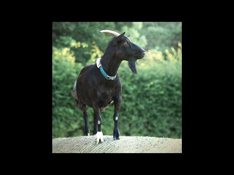 Gapman x Dafliky Type Beat - "Next Goat" (prod. dj sc4m)