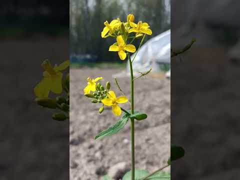 Apna b naseeba kya khoob mila hai #flower #seedflower #viralseed