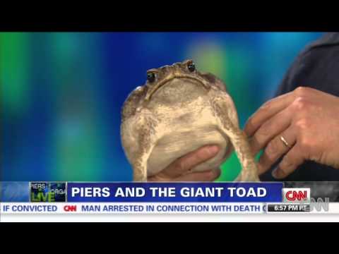 Thumbnail for Piers Morgan - See One Of Biggest Toads In Captivity - 02/08/2013