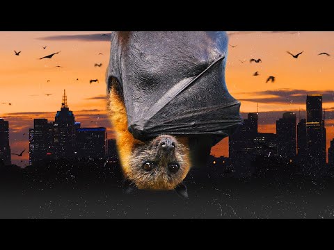 Why Are Flying Foxes So Important?