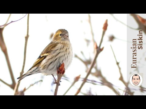 Female Eurasian Siskin (Carduelis spinus)