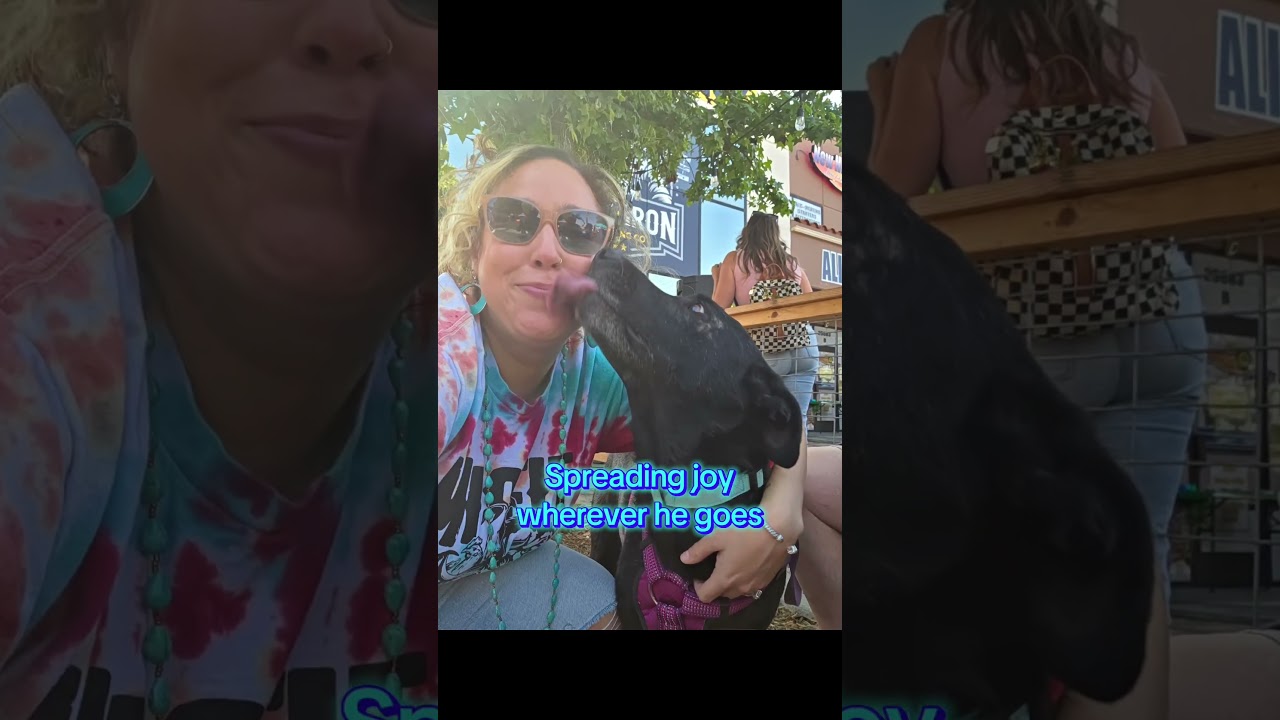 Rex, a ADOPTABLE mixed breed in Murrieta, CA video 6/6