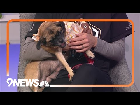 Lulu is a sweet, energetic pup looking for a forever home! - YouTube