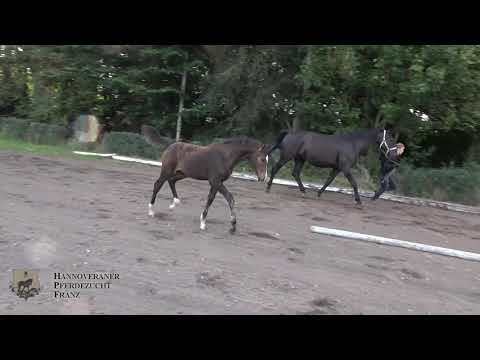 Belmondo , Hengstfohlen von Borsalino x Stedinger / Rosentau