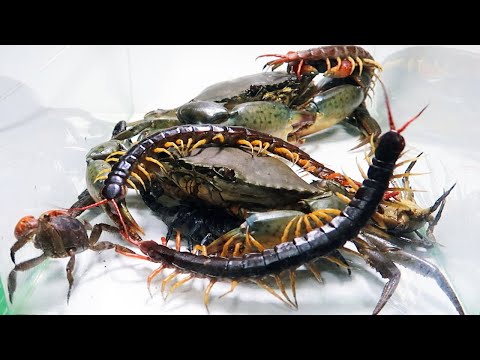 Giant Crab Scorpion Centipede