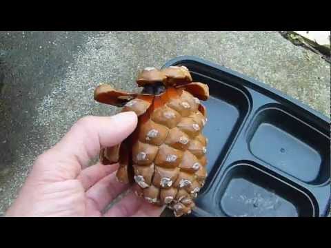 Huge Pine Tree Cone Seed Collection part 1