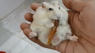 Download lagu Does your hamster eat dried fish? mp3
